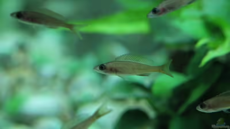 Besatz im Aquarium Tanganjika 350Liter Gemeinschaft von fisch (16)