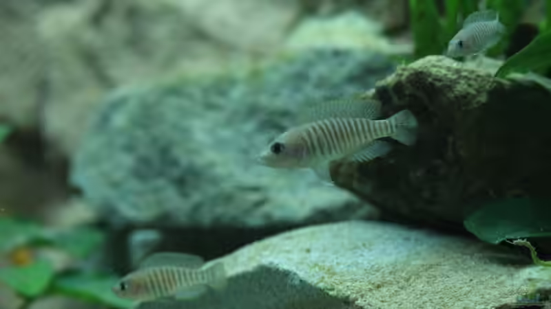 Besatz im Aquarium Tanganjika 350Liter Gemeinschaft von fisch (20)