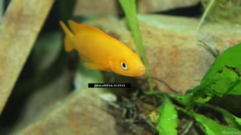 Besatz im Aquarium Tanganjika 350Liter Gemeinschaft von fisch (23)