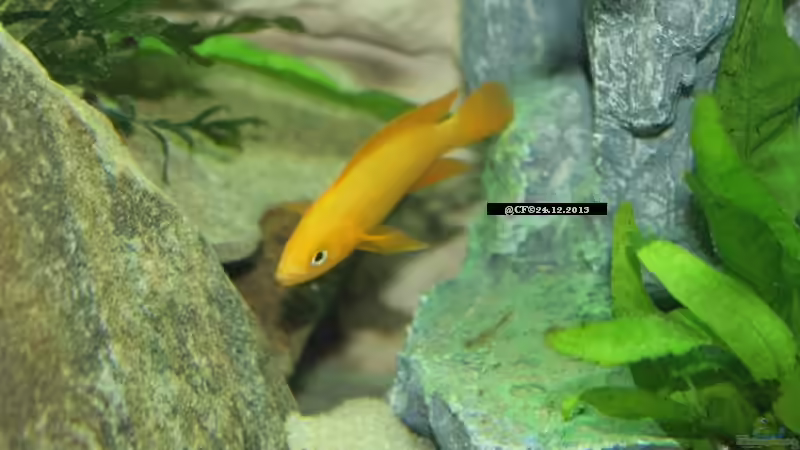 Besatz im Aquarium Tanganjika 350Liter Gemeinschaft von fisch (24)