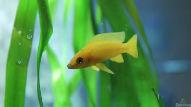 Besatz im Aquarium Tanganjika 350Liter Gemeinschaft von fisch (25)