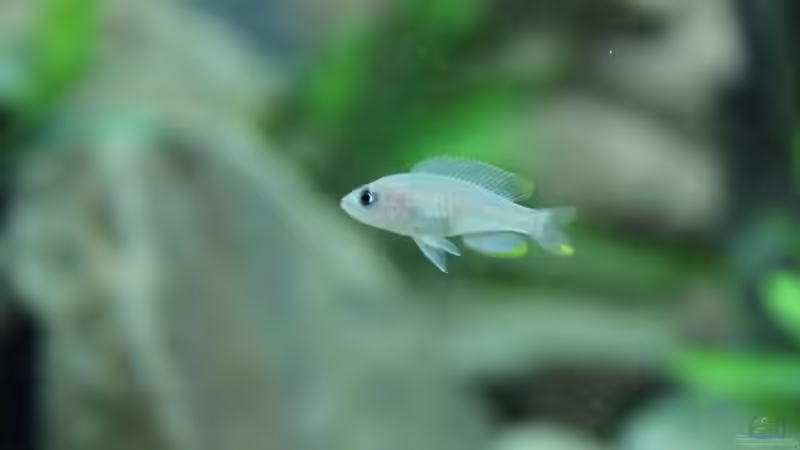 Besatz im Aquarium Tanganjika 350Liter Gemeinschaft von fisch (27)