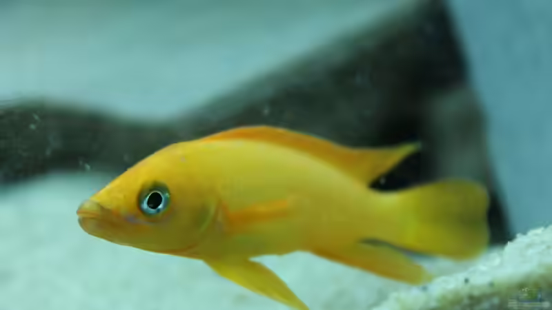 Besatz im Aquarium Tanganjika 350Liter Gemeinschaft von fisch (28)