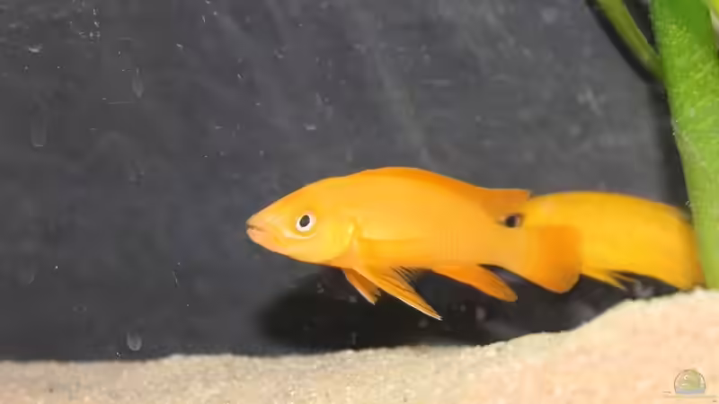 Besatz im Aquarium Tanganjika 350Liter Gemeinschaft von fisch (29)