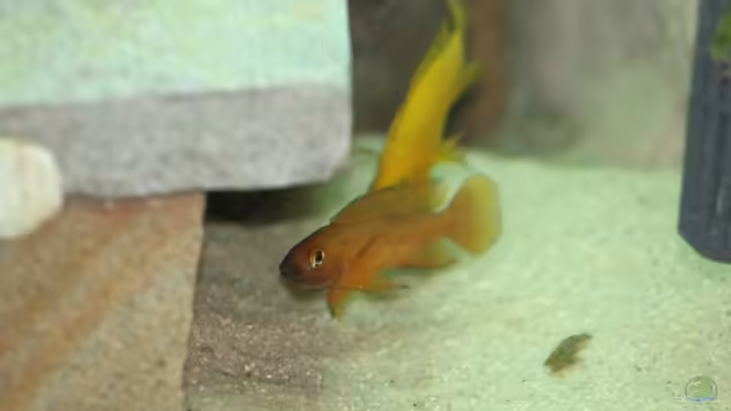 Besatz im Aquarium Tanganjika 350Liter Gemeinschaft von fisch (8)