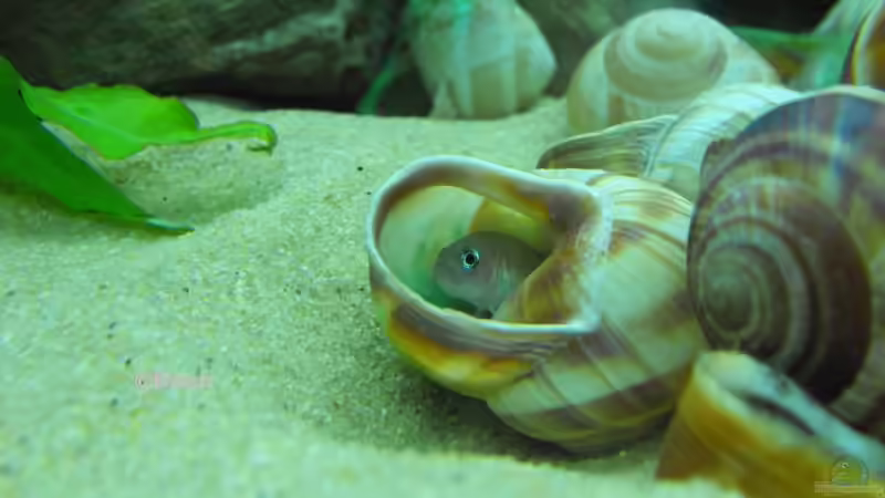 Besatz im Aquarium Tanganjika 350Liter Gemeinschaft von fisch (9)