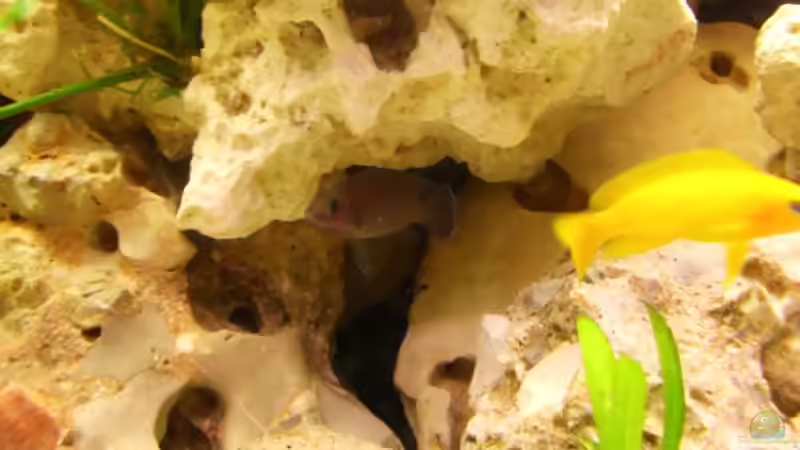 Besatz im Aquarium Tanganjika 375l - Nur noch als Beispiel von Julien Preuß (10)