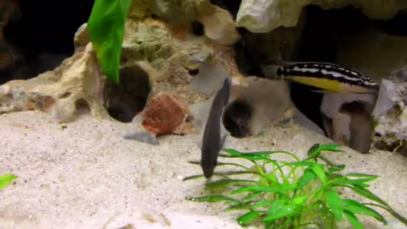 Besatz im Aquarium Tanganjika 375l - Nur noch als Beispiel von Julien Preuß (11)