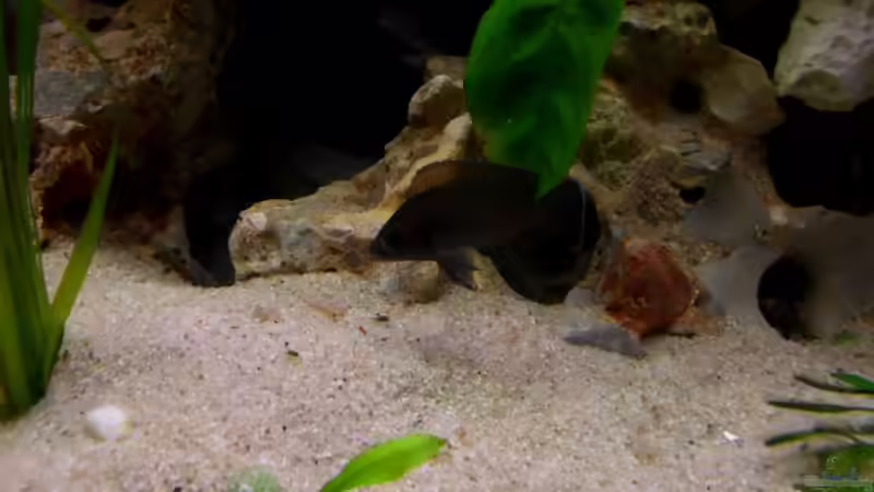 Besatz im Aquarium Tanganjika 375l - Nur noch als Beispiel von Julien Preuß (12)