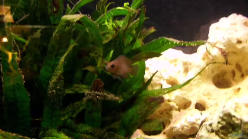 Besatz im Aquarium Tanganjika 375l - Nur noch als Beispiel von Julien Preuß (16)