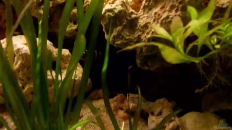 Besatz im Aquarium Tanganjika 375l - Nur noch als Beispiel von Julien Preuß (18)