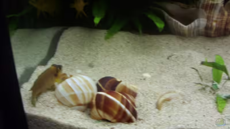 Besatz im Aquarium Tanganjika 375l - Nur noch als Beispiel von Julien Preuß (20)