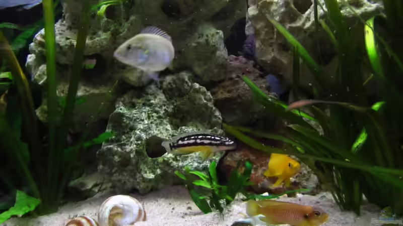 Besatz im Aquarium Tanganjika 375l - Nur noch als Beispiel von Julien Preuß (21)