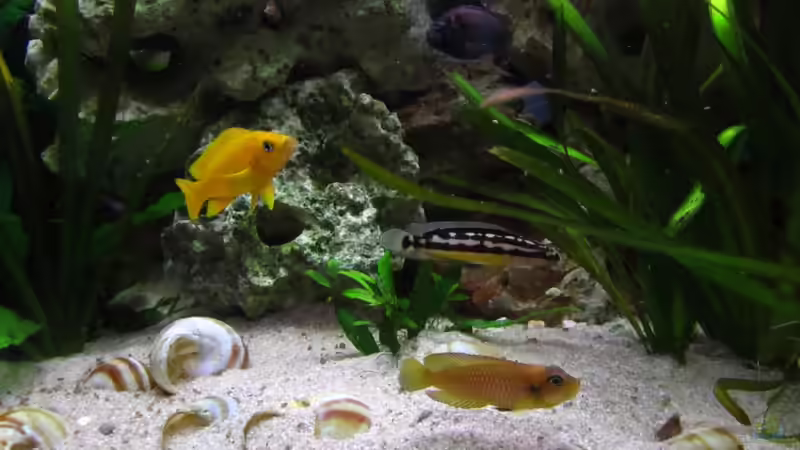 Besatz im Aquarium Tanganjika 375l - Nur noch als Beispiel von Julien Preuß (22)