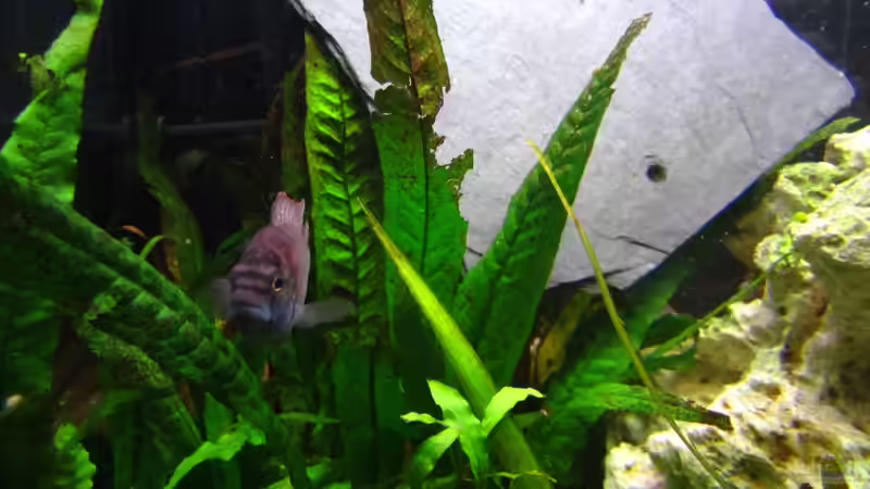 Besatz im Aquarium Tanganjika 375l - Nur noch als Beispiel von Julien Preuß (23)