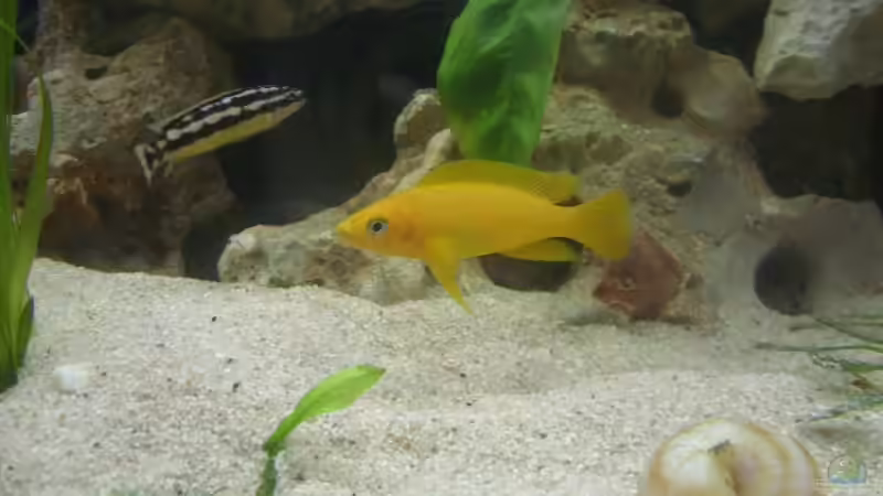 Besatz im Aquarium Tanganjika 375l - Nur noch als Beispiel von Julien Preuß (4)