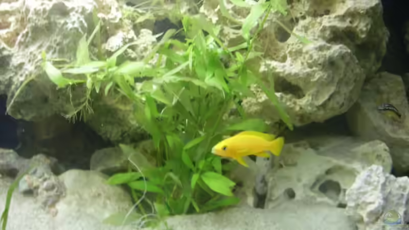 Besatz im Aquarium Tanganjika 375l - Nur noch als Beispiel von Julien Preuß (6)