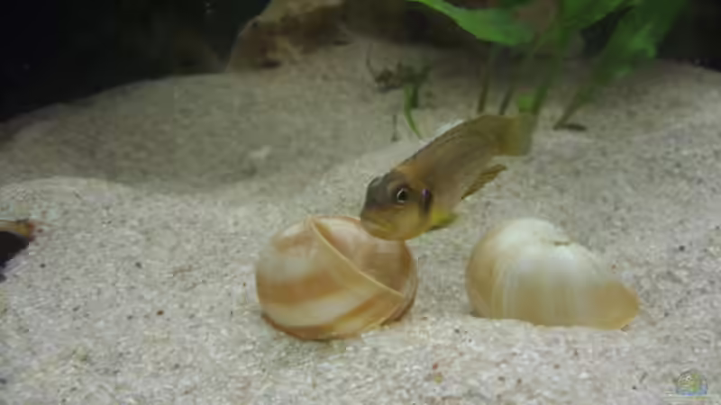 Besatz im Aquarium Tanganjika 375l - Nur noch als Beispiel von Julien Preuß (7)