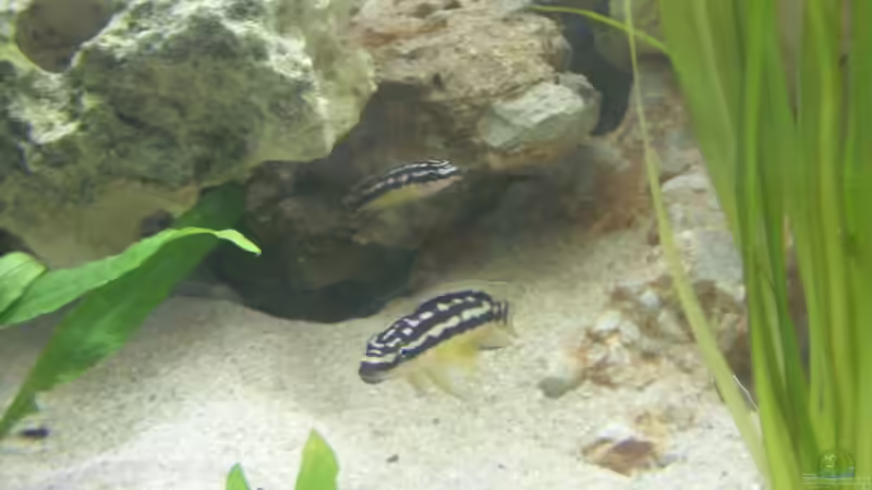 Besatz im Aquarium Tanganjika 375l - Nur noch als Beispiel von Julien Preuß (8)