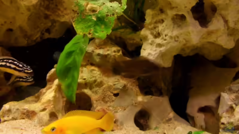 Besatz im Aquarium Tanganjika 375l - Nur noch als Beispiel von Julien Preuß (9)