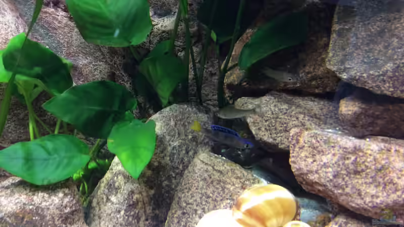 Besatz im Aquarium Tanganjika am Main von Olaf Schrems (10)