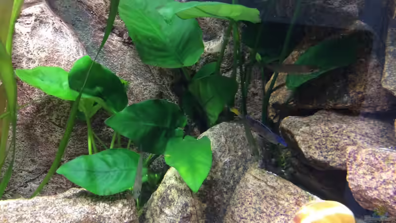 Besatz im Aquarium Tanganjika am Main von Olaf Schrems (11)