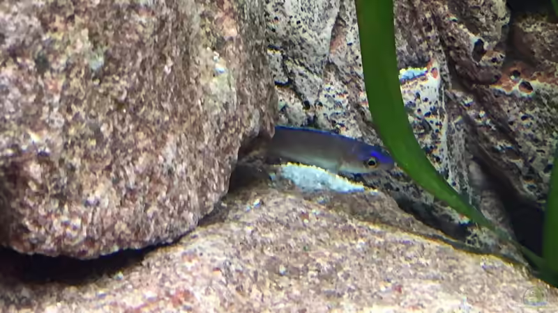 Besatz im Aquarium Tanganjika am Main von Olaf Schrems (6)