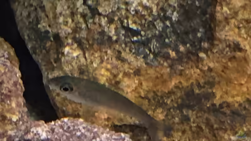 Besatz im Aquarium Tanganjika am Main von Olaf Schrems (7)