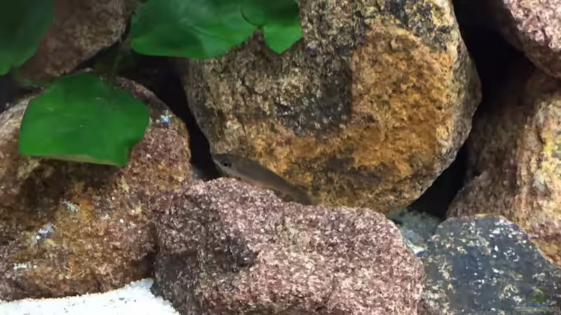 Besatz im Aquarium Tanganjika am Main von Olaf Schrems (8)