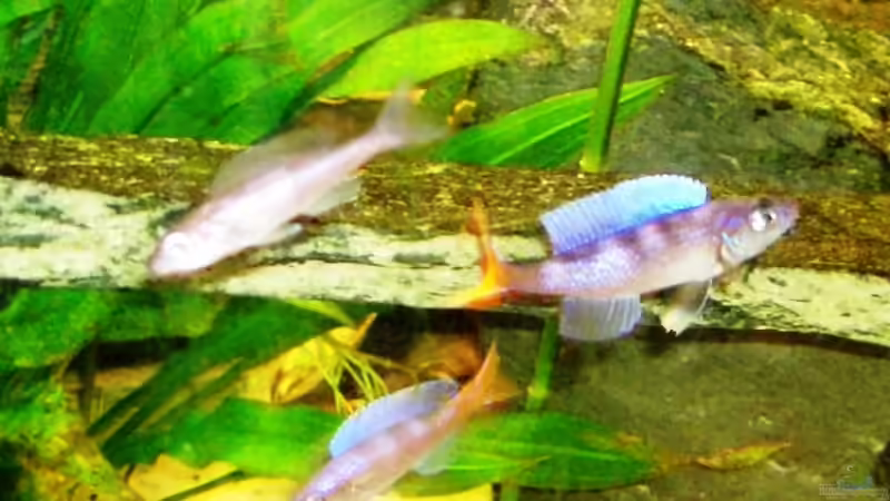 Besatz im Aquarium Tanganjika (aufgelöst) von Padrona (10)