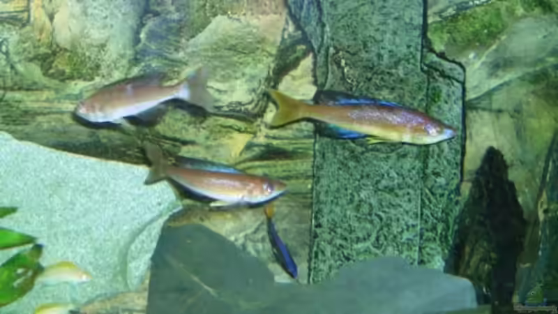 Besatz im Aquarium Tanganjika (aufgelöst) von Padrona (11)