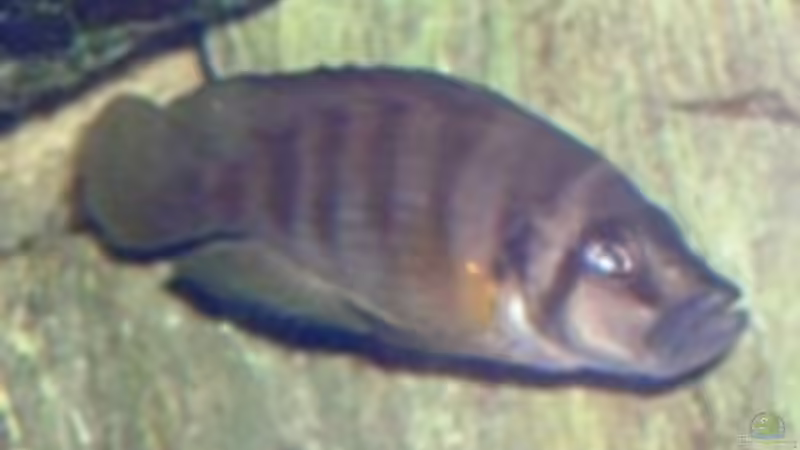 Besatz im Aquarium Tanganjika (aufgelöst) von Padrona (12)