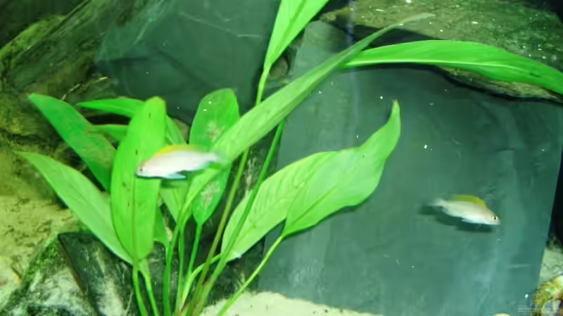 Besatz im Aquarium Tanganjika (aufgelöst) von Padrona (4)