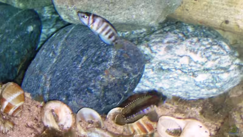 Besatz im Aquarium Tanganjika (aufgelöst) von Padrona (7)