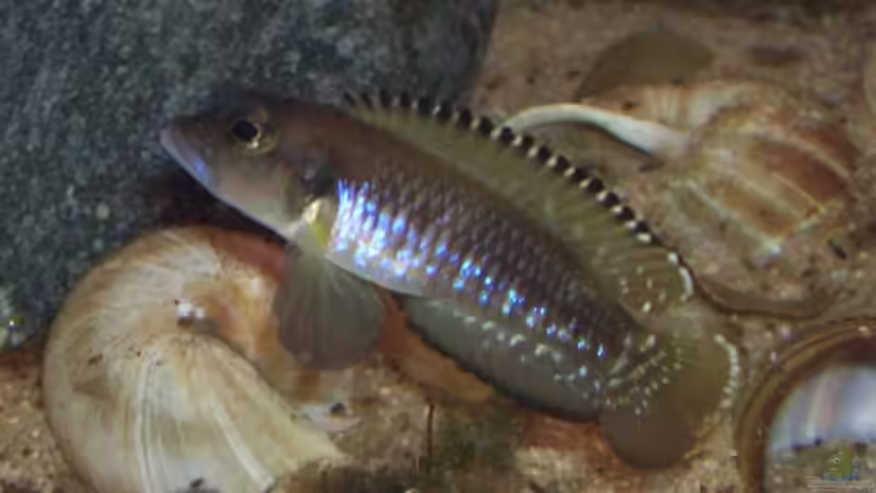 Besatz im Aquarium Tanganjika (aufgelöst) von Padrona (8)