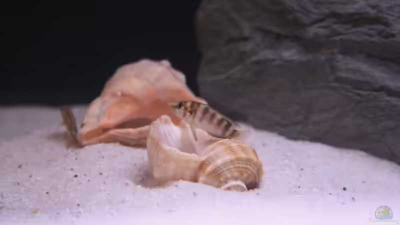 Besatz im Aquarium Tanganjika Becken von PioMisSambia (19)