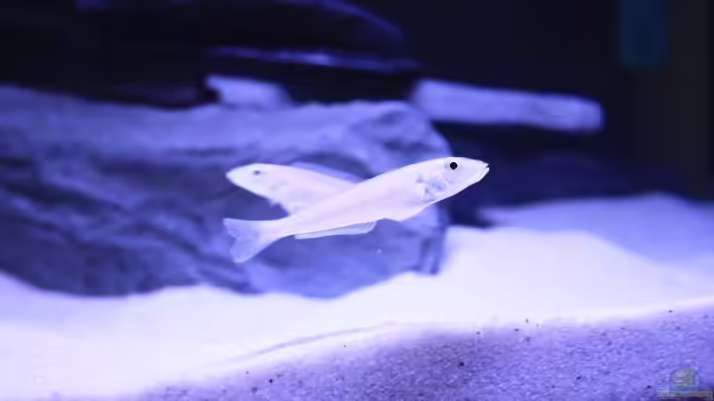 Besatz im Aquarium Tanganjika Becken von PioMisSambia (21)