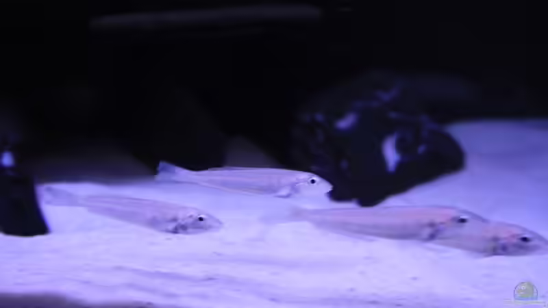 Besatz im Aquarium Tanganjika Becken von PioMisSambia (22)