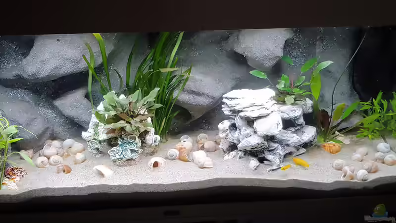 Besatz im Aquarium Tanganjika-Becken von Shayla (29)