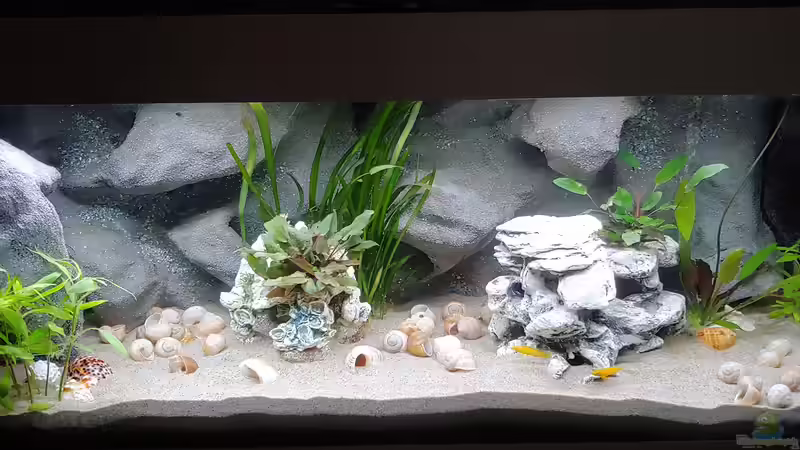 Besatz im Aquarium Tanganjika-Becken von Shayla (30)