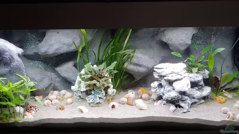 Besatz im Aquarium Tanganjika-Becken von Shayla (31)