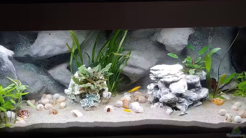 Besatz im Aquarium Tanganjika-Becken von Shayla (32)