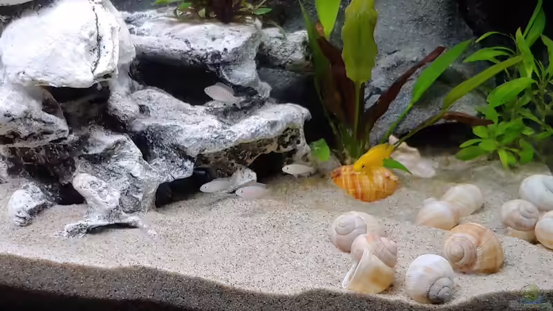 Besatz im Aquarium Tanganjika-Becken von Shayla (33)