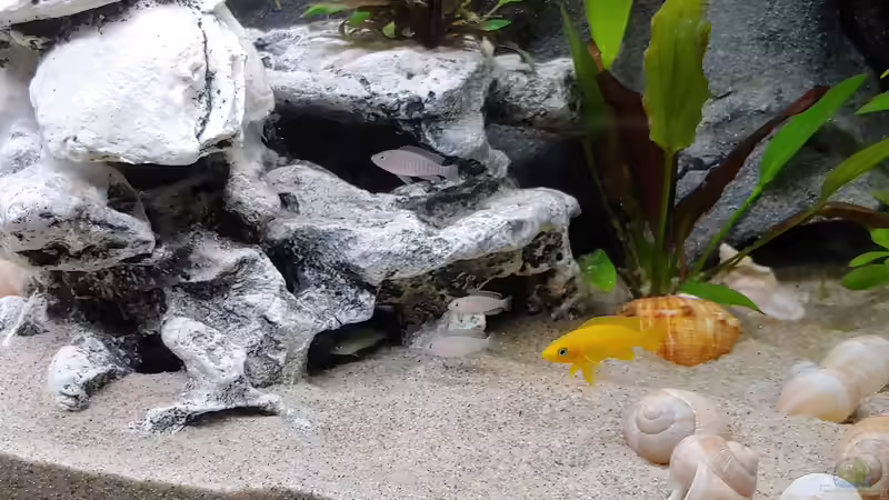 Besatz im Aquarium Tanganjika-Becken von Shayla (35)