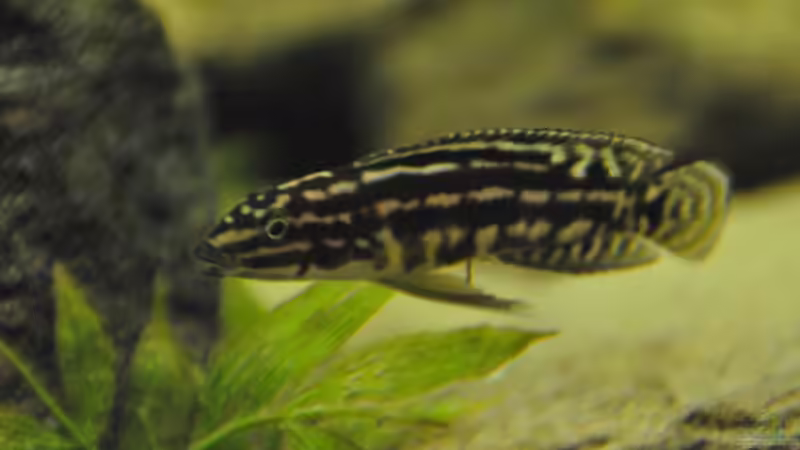 Besatz im Aquarium Tanganjika Becken von stefan1979 (3)