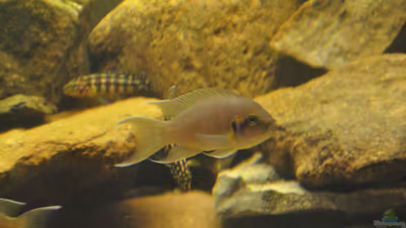 Besatz im Aquarium Tanganjika Becken von stefan1979 (4)