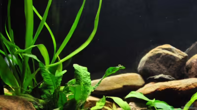 Besatz im Aquarium Tanganjika Becken von stefan1979 (5)