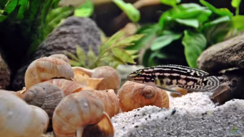 Besatz im Aquarium Tanganjika Becken von stefan1979 (6)