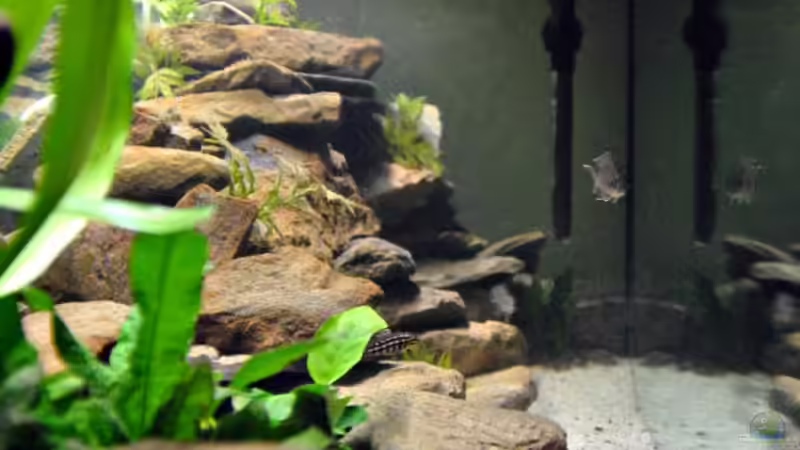 Besatz im Aquarium Tanganjika Becken von stefan1979 (7)