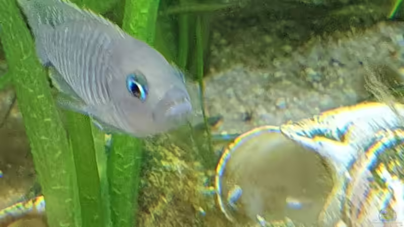 Besatz im Aquarium Tanganjika Biotop von Matt Bros (12)